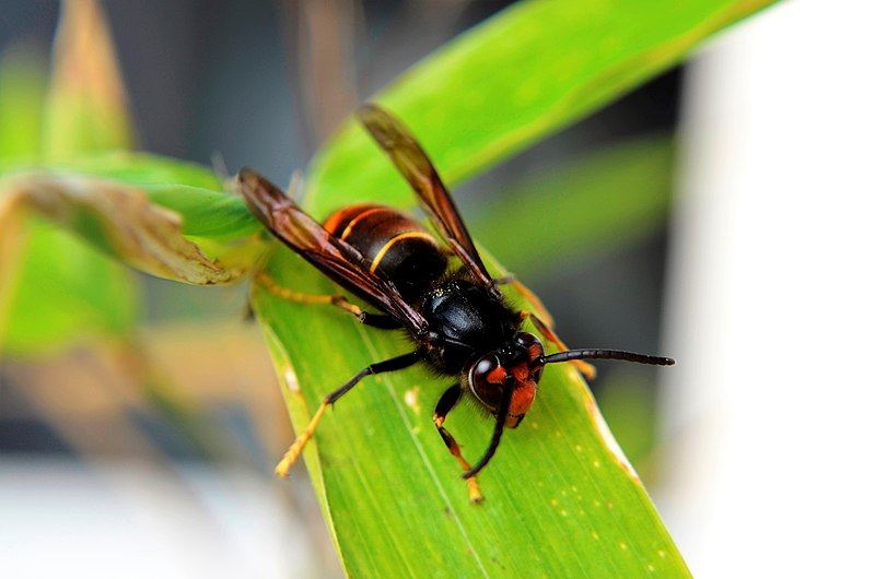 800px-Vespa_velutina_-_Frelon_asiatique_-_Poitiers